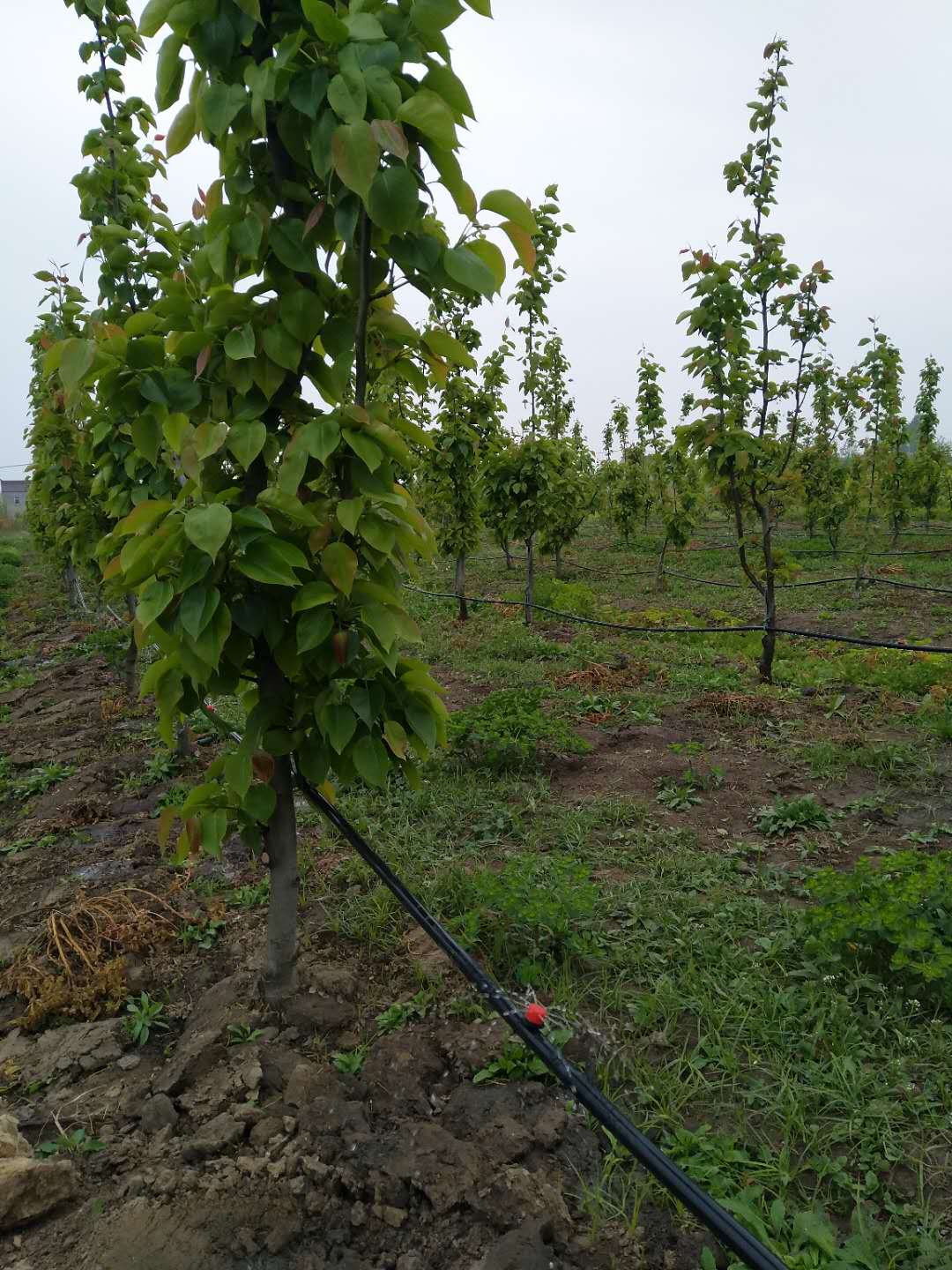 免费看片网站大全案例