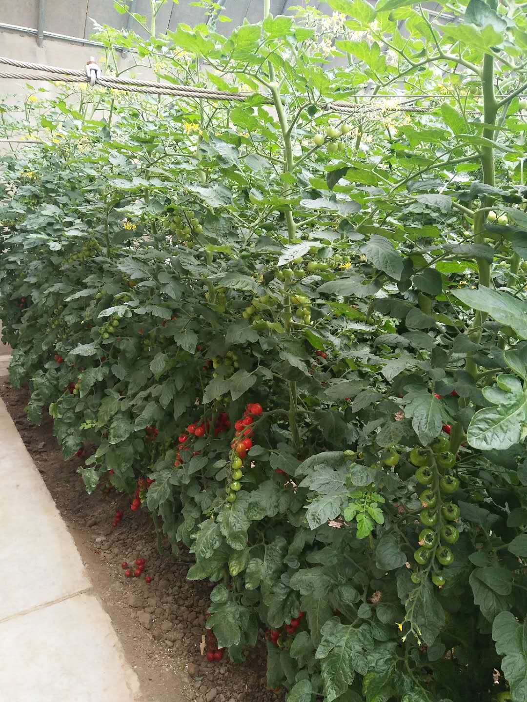 免费看片网站大全案例